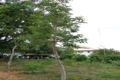 Boswellia ovalifoliolata